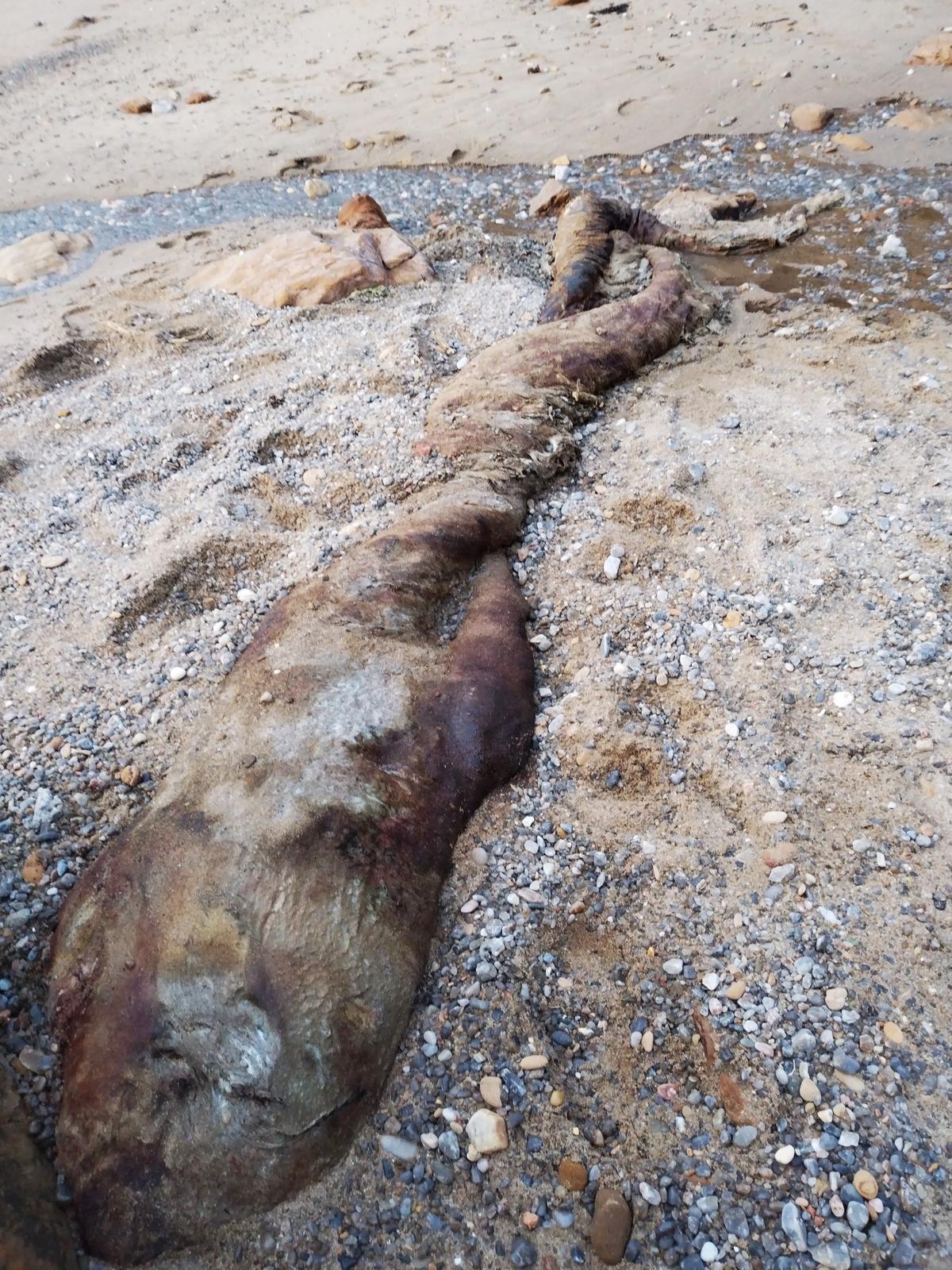 Imagen del zifio hallado en una cala en Oleiros. | // L.O.