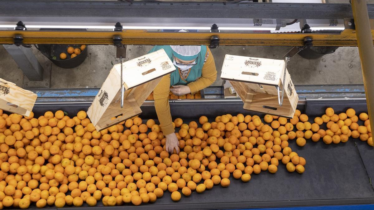 Una trabajadora, en un almacen de naranjas
