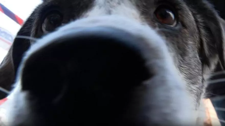 Perros y sus dueños