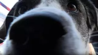 Un animal de compañía por cada cuatro alicantinos: la provincia ya roza el medio millón de perros y gatos registrados