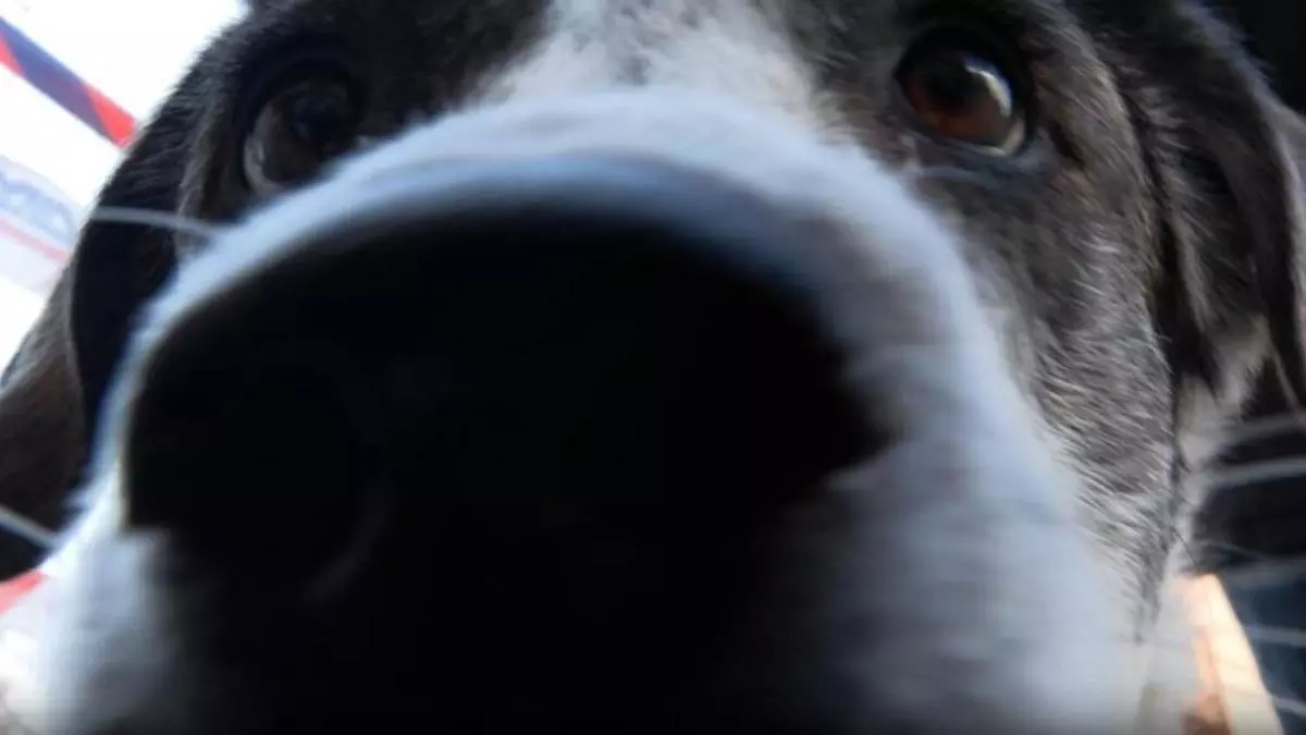 Perros peligrosos sueltos en la zona de la Rambla de La Melva