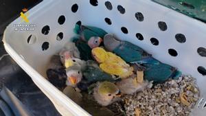 La Guardia Civil intercepta a dos personas que vendían pájaros de especies protegidas