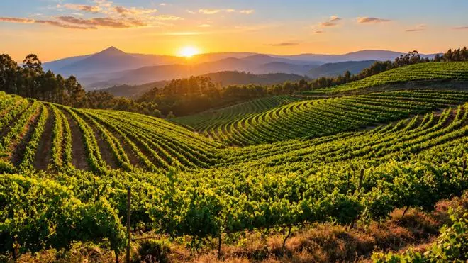 La milla de oro del vino es donde la élite española compra su bodega: viñedos infinitos y monasterios convertidos en hoteles de lujo
