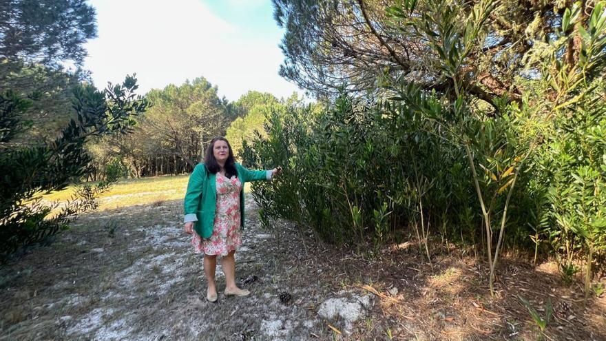 La alcaldesa de Cangas, Araceli Gestido, mostrando ejemplares de acacia entre la vegetación. | | G.M.P.