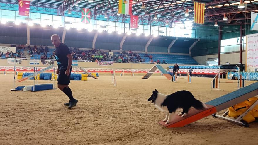 El Asturcón reúne setecientos perros en una competición nacional de agilidad