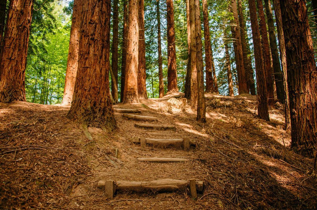 El Monumento Natural de las Secuoyas del Monte Cabezón es un bosque único en la península ibérica