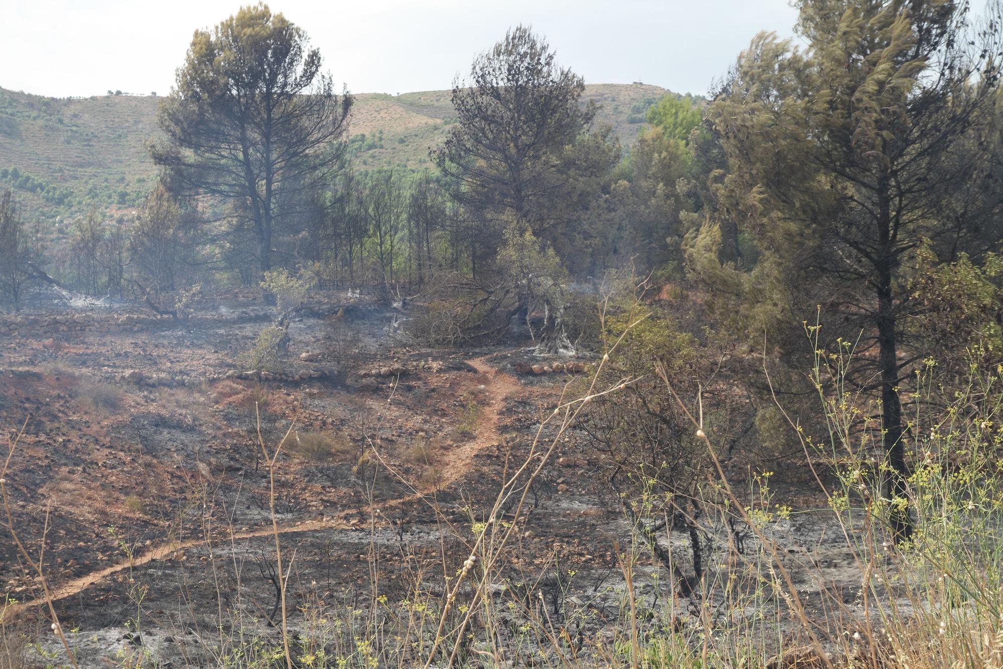 Incendio en el barranc de l'Horteta de la Vall