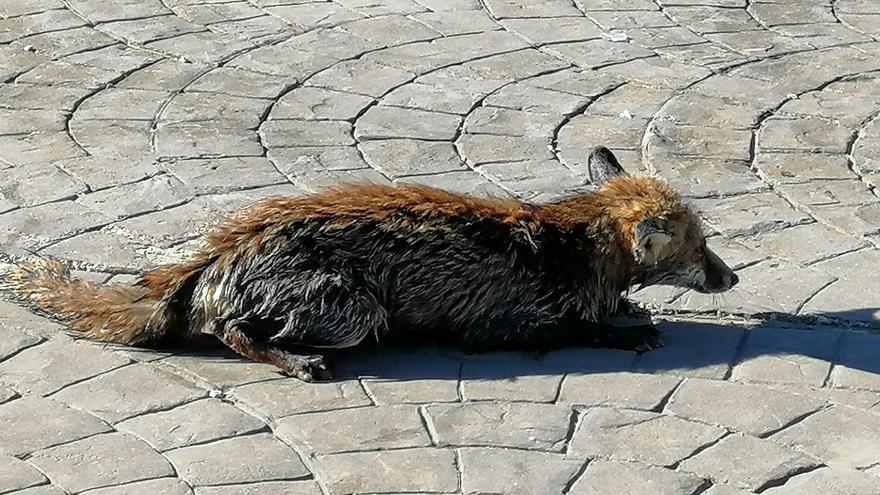 Rescatan a un asustado zorro de un embalse en Alguazas