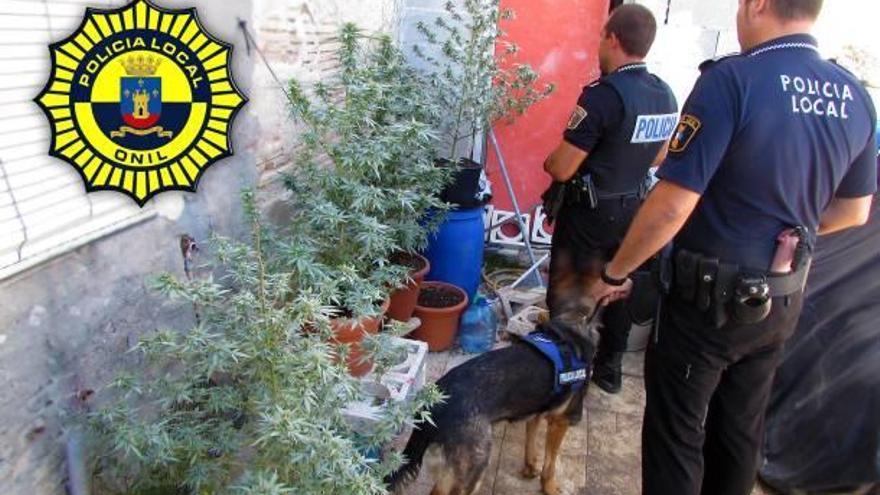 La unidad canina halla 5 plantas de marihuana