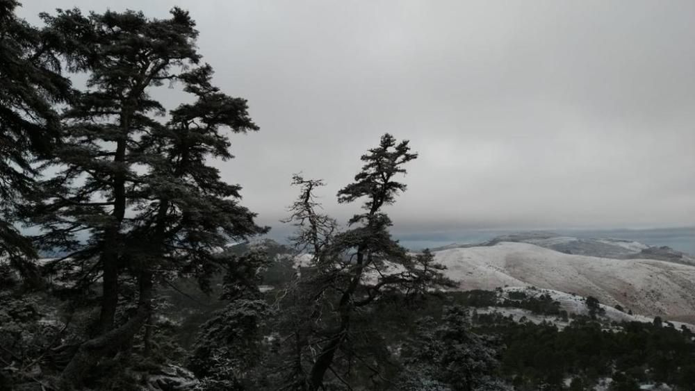 La Sierra de las Nieves se tiñe de blanco