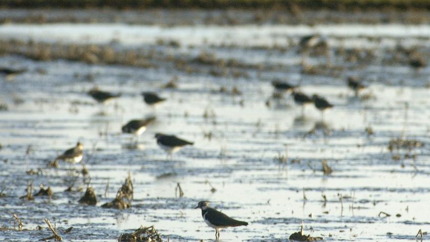 Repensem l’Empordà posa a debat com ens relacionem amb la natura