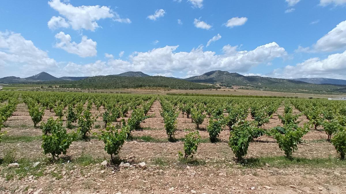 Monóvar dispone de hermosos parajes naturales.