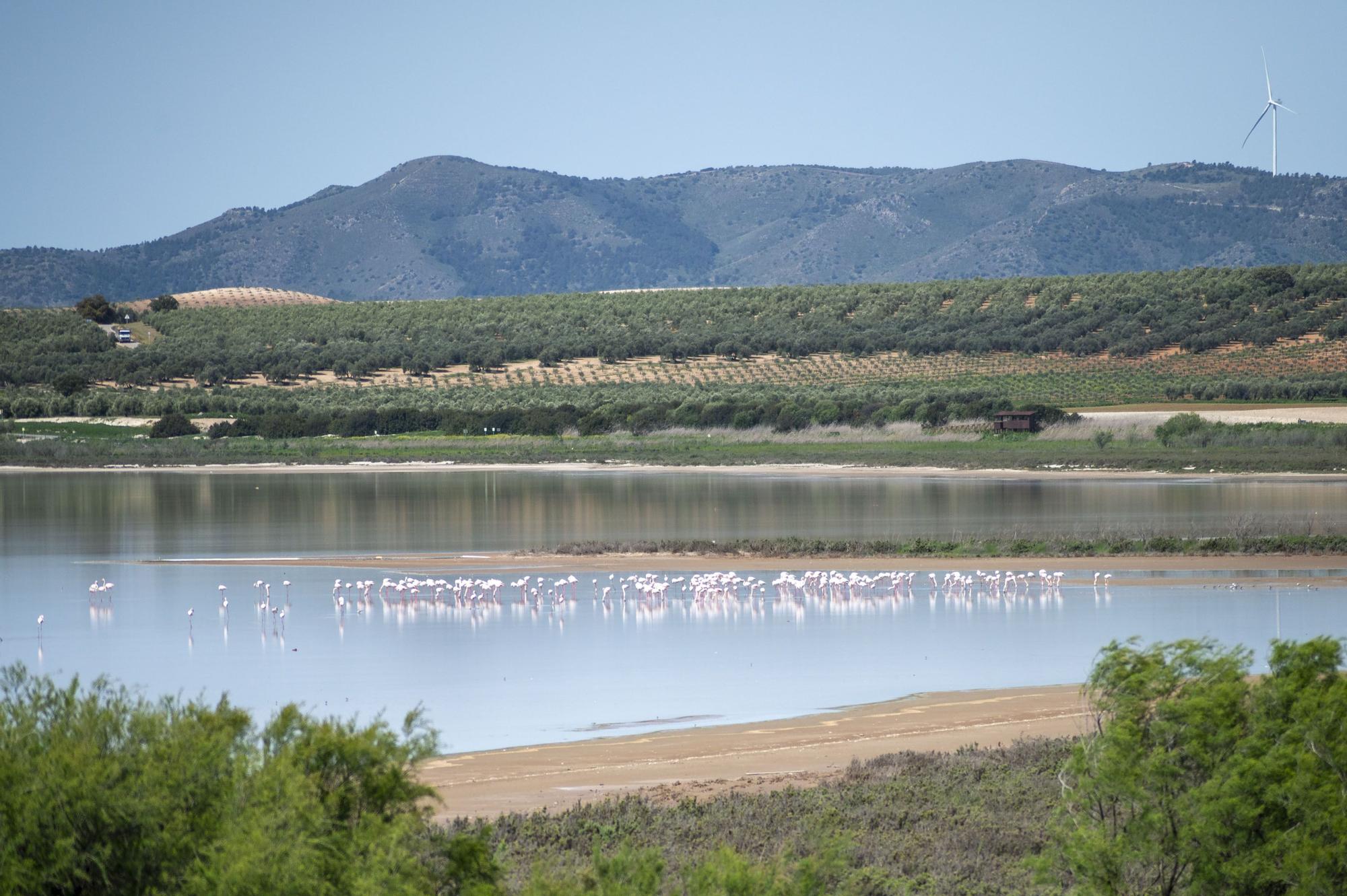 Flamencos en la Laguna de Fuente de Piedra, en abril de 2024.