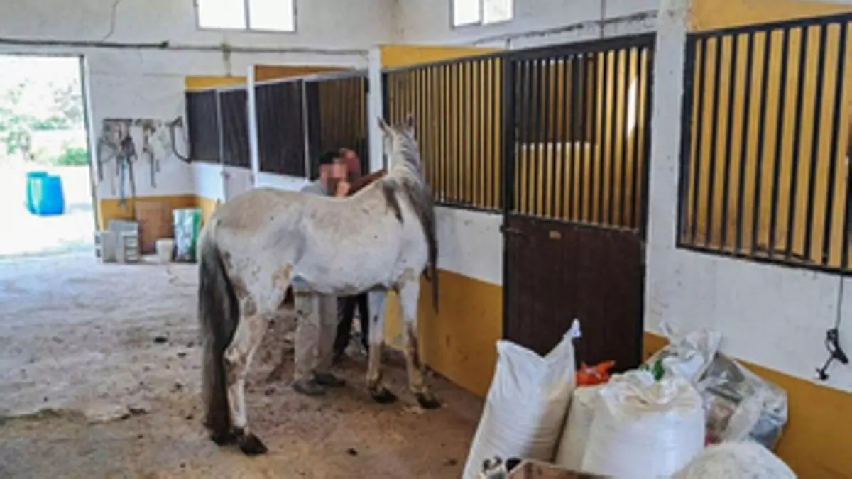 La alcaldesa de Oliva denuncia la reventa de alfalfa ante la Guardia Civil pero mantiene a la concejala