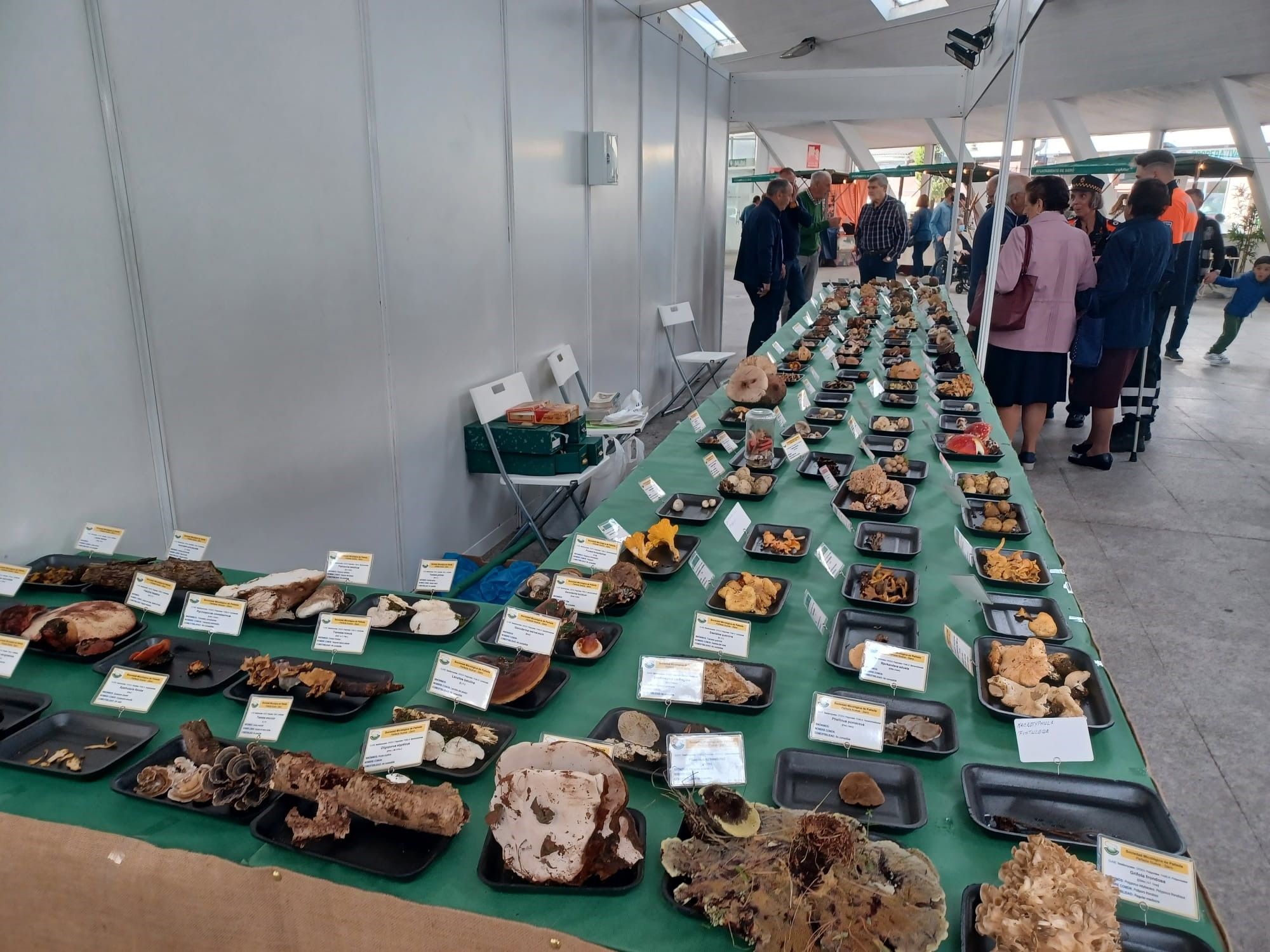 Agrosiero, así se celebra la gran fiesta del campo en la Pola