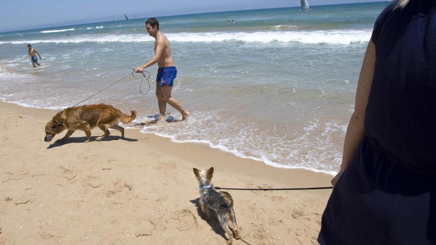 Un hombre se baña con su perro en la playa de Gandia