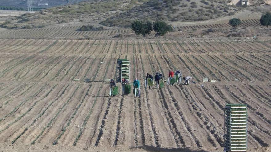 Trabajos de plantación de variedades hortofrutícolas en una gran finca de 60 hectáreas frente al polígono Riodel de Mutxamel, junto a la CV-800, en una imagen de esta semana.