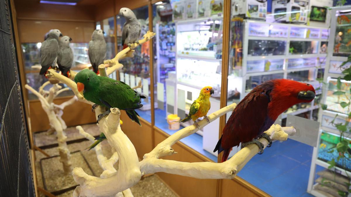 Interior de una tienda de mascotas en Vigo.