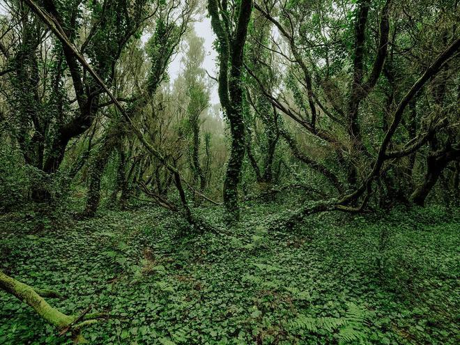 Bosque de laurisilva Parque Rural de Anaga San Cristóbal de La Laguna Tenerife