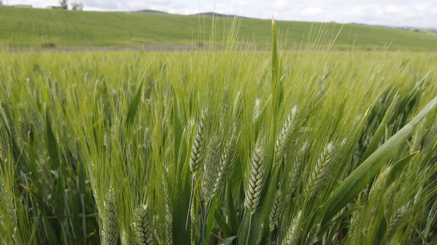 Las lluvias propician una buena siembra de los cereales en Córdoba