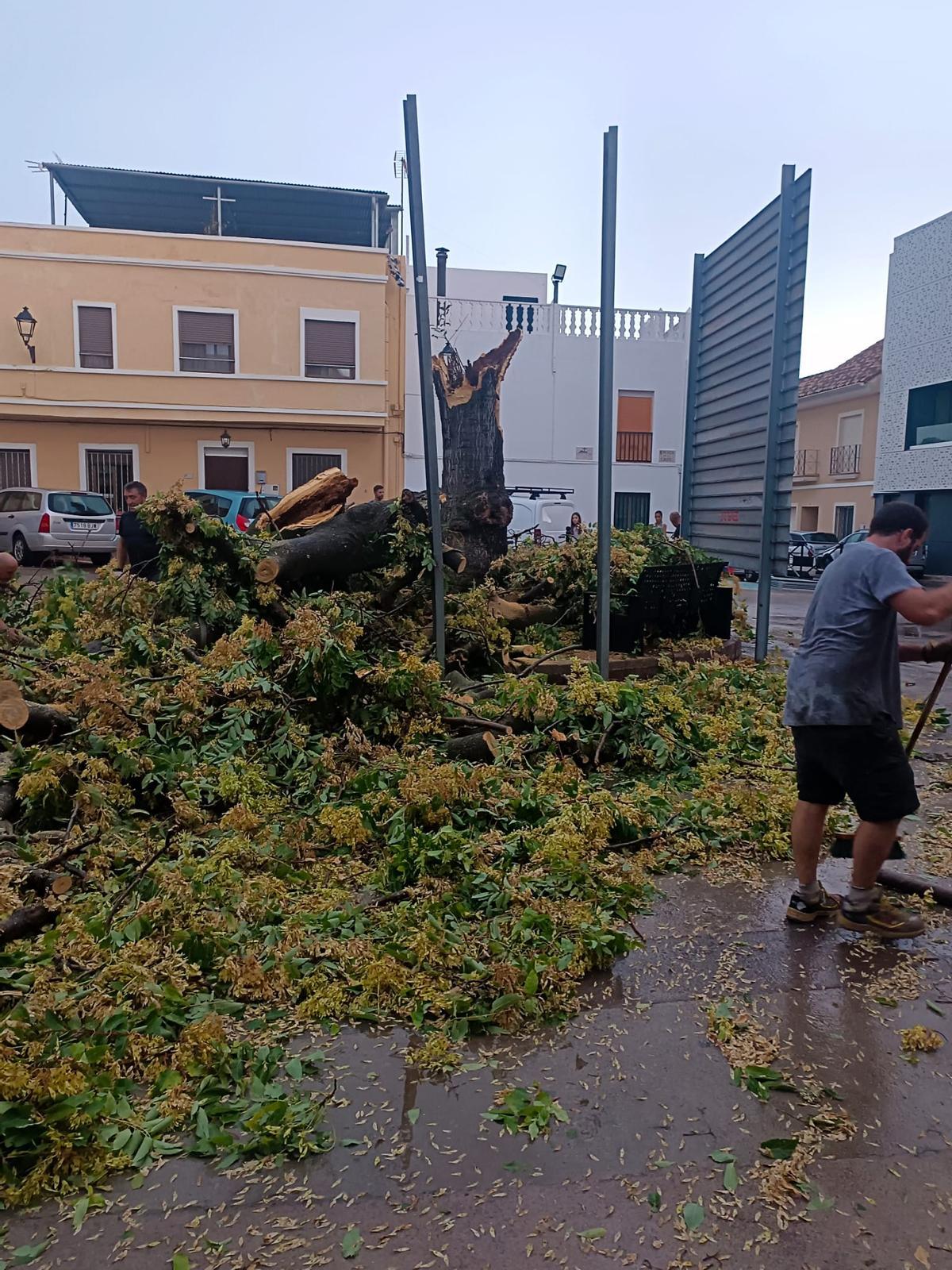 Cae el histórico árbol de la plaza de la Iglesia de Estivella tras el fuerte temporal