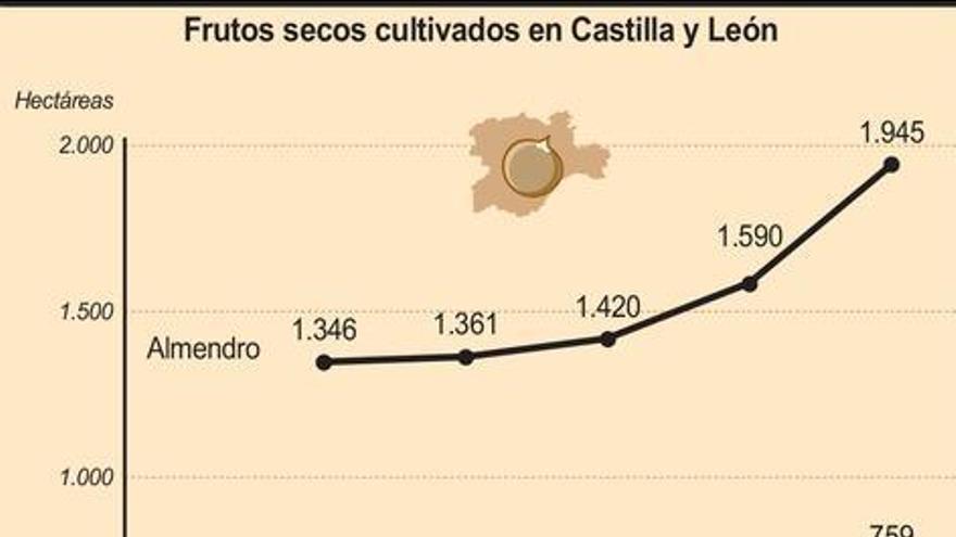 El pistacho impulsa la producción de frutos secos en Castilla y León