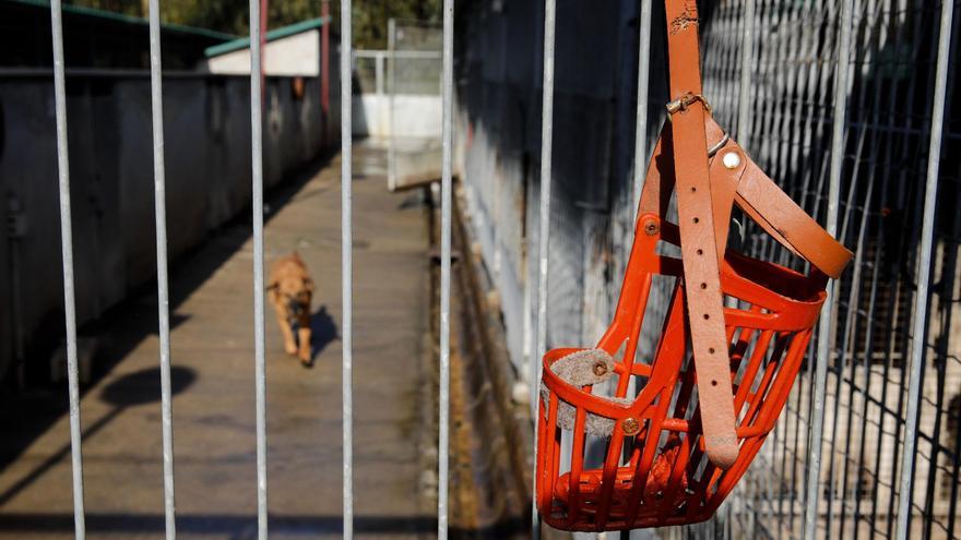 Cada vez hay más perros potencialmente peligrosos en Gijón: el año pasado se concedieron un 10% más de licencias