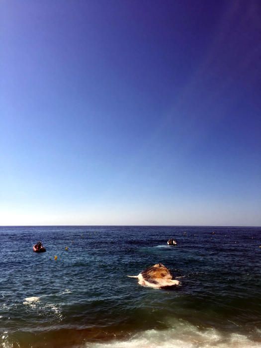 Apareix una balena morta a la platja gran de Lloret de Mar