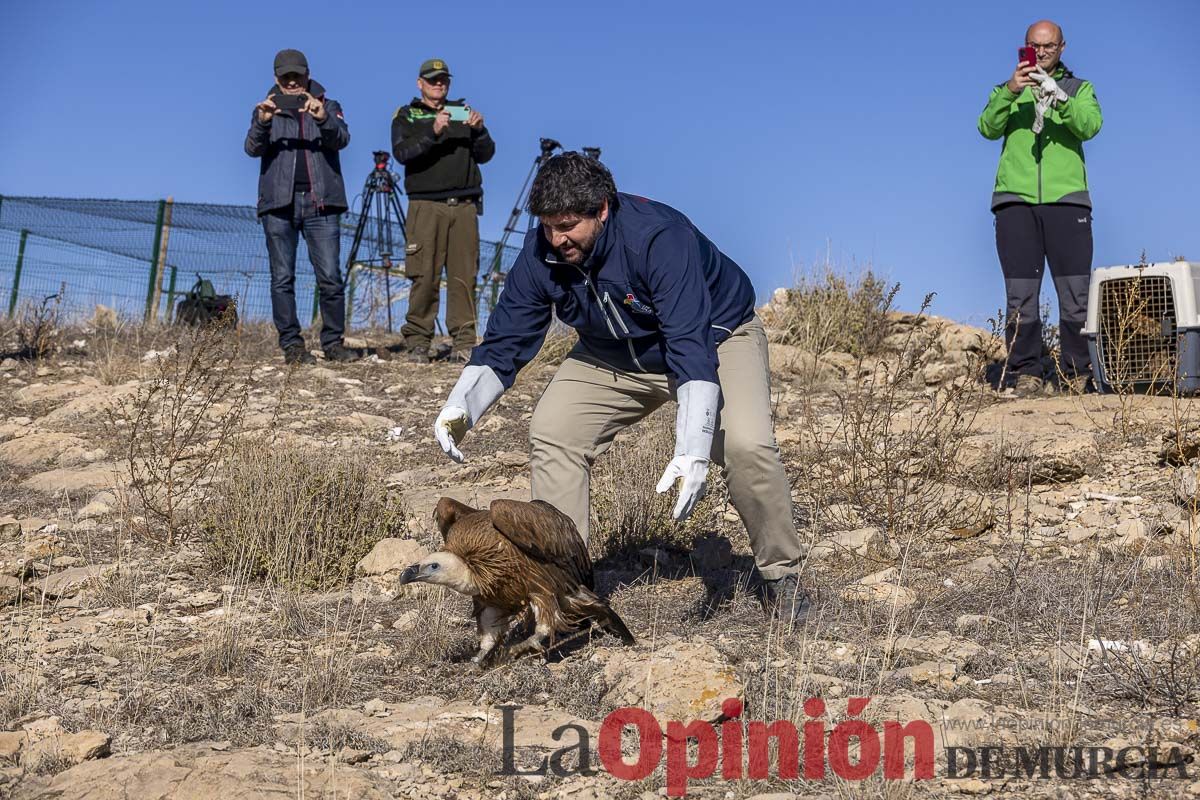 Suelta de dos buitres leonados en la Sierra de Mojantes en Caravaca