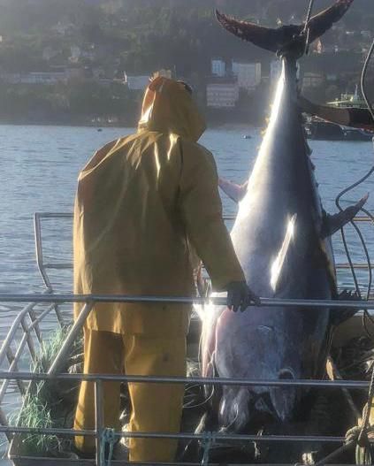 Un atún rojo de 300 kilos, la captura accidental de un barco de Bueu
