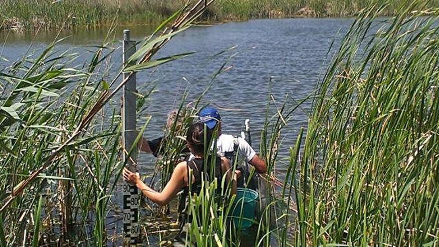 Alerta per la invasió del peix mosquit en estanys i basses