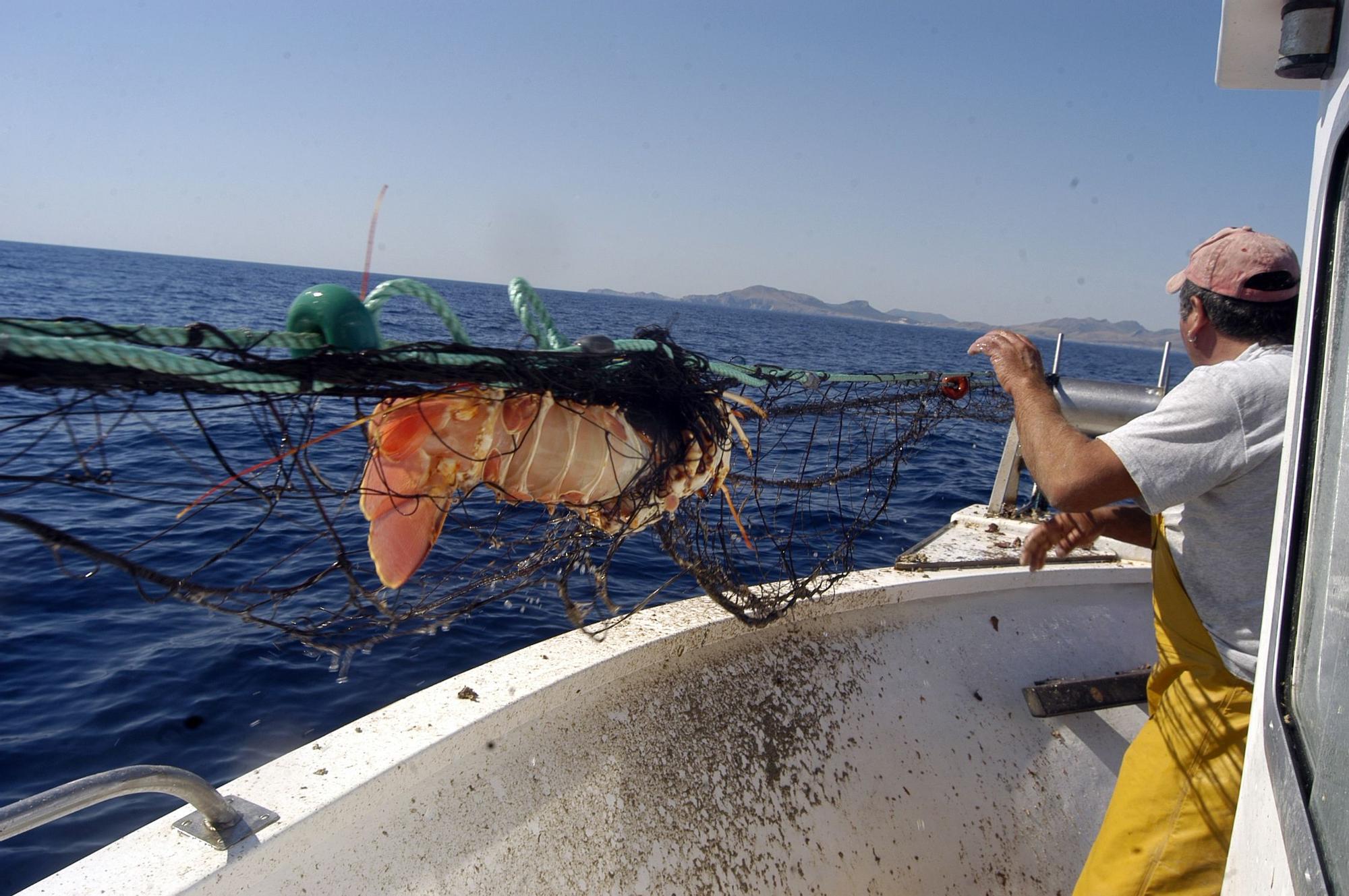 Baleares optimiza la pesca de la langosta calando la mitad de tiempo las redes