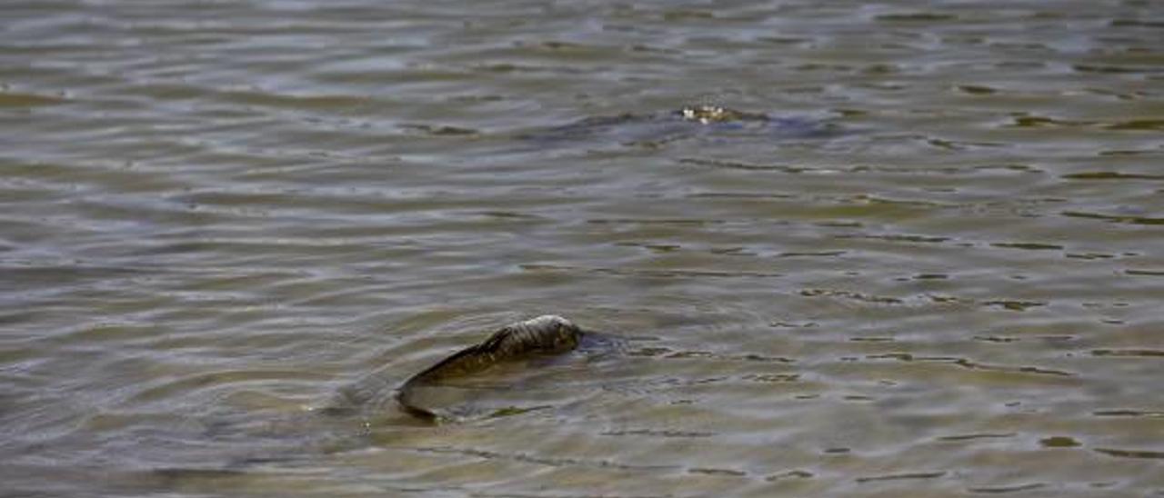 La CHJ cierra el pantano a los regantes y sólo libera agua para el caudal del Serpis