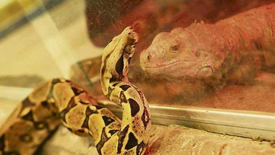 Una serpiente en su terrario frente a una iguana, en una tienda de animales.