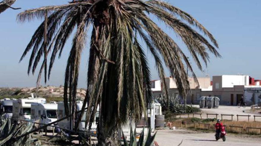 Una palmera afectada por el picudo en La Marina.