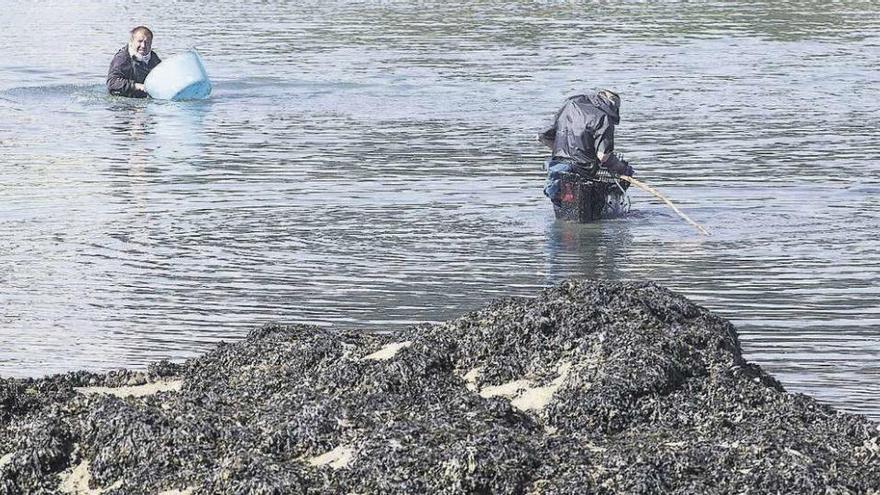 Dos mariscadores, en la ría de O Burgo.