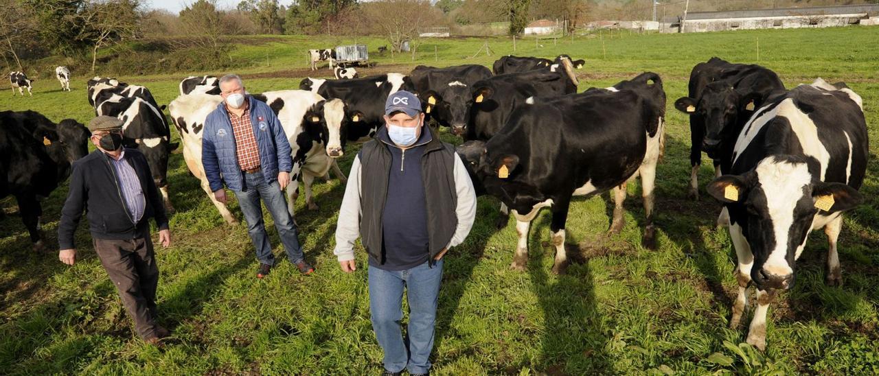 Santiago Mato Montouto, su padre y su empleado, junto a sus vacas en uno de los prados que tienen en Rellas. // BERNABÉ/JAVIERLALÍN