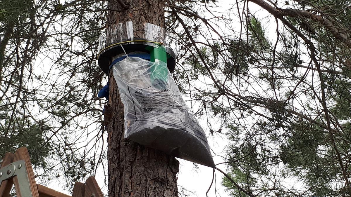 Mollet retira els nius d’erugues processionàries detectats en diferents punts de la ciutat Mollet retira els nius d’erugues processionàries detectats en diferents punts de la ciutat