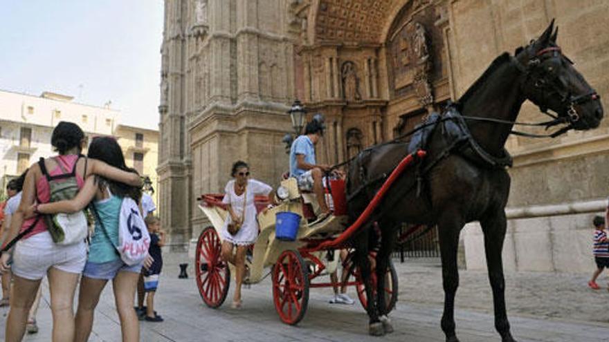 Die Pferdekutschen in Palma de Mallorca sind umstritten