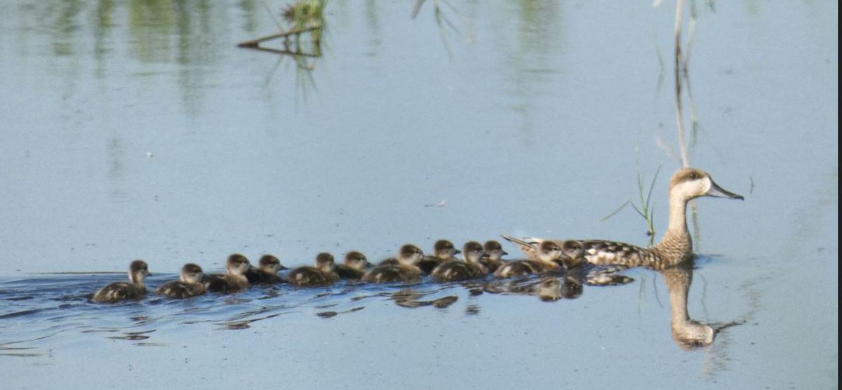 Otra de las Cercetas por el marjal de Almardà.