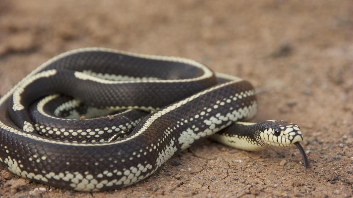 Culebra californiana