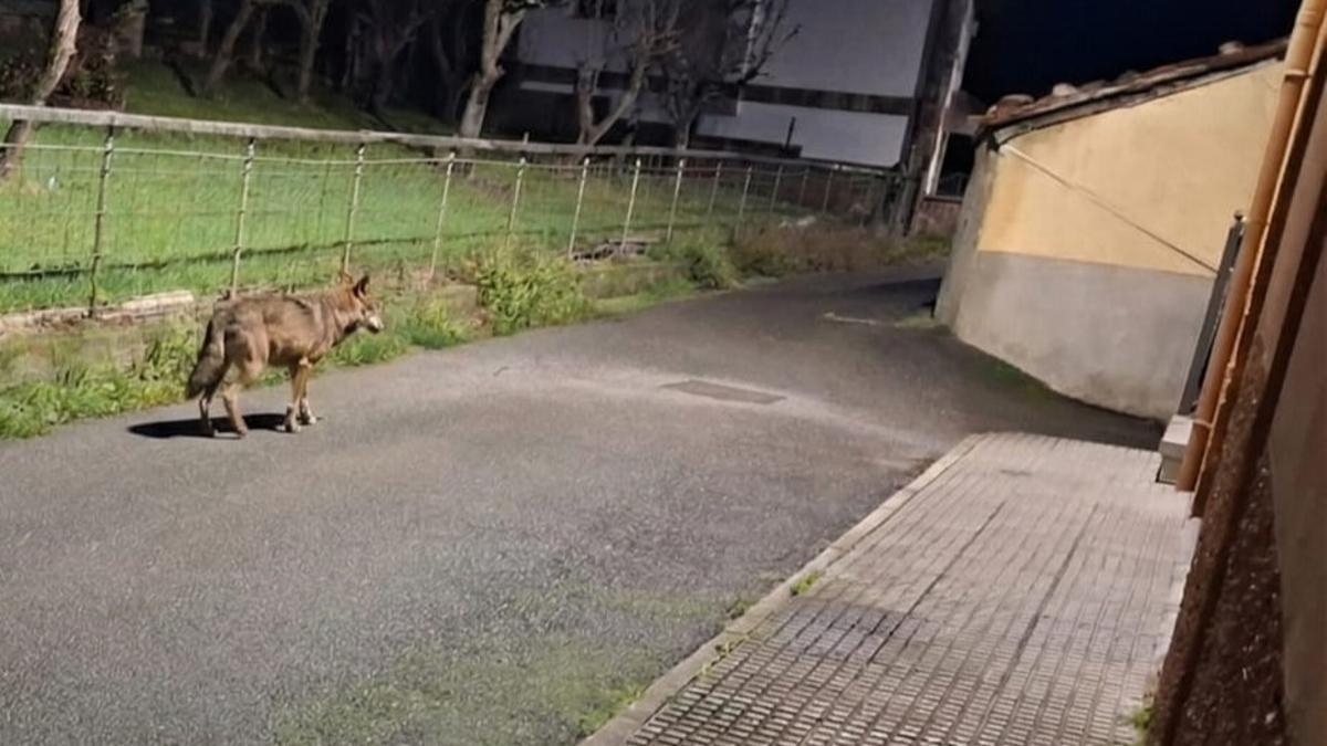 El ejemplar de lobo, a la izquierda, paseándose por Felechosa.