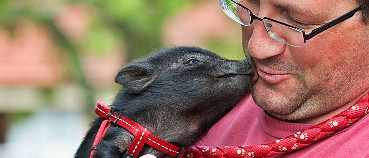 Educando a un cerdo