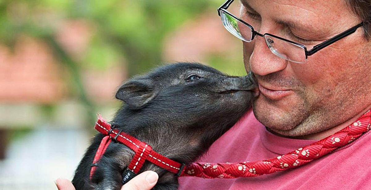 Educando a un cerdo