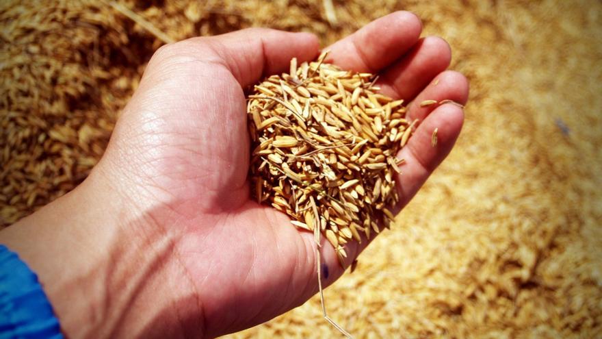 Proyecto valenciano para producir plásticos sostenibles con paja de arroz