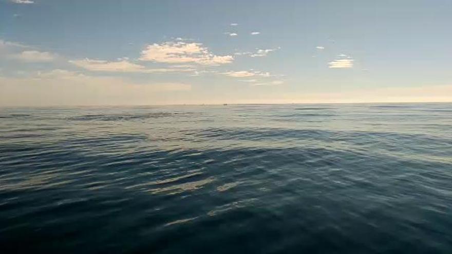 Avistamiento de tres ballenas junto al litoral de Torrevieja