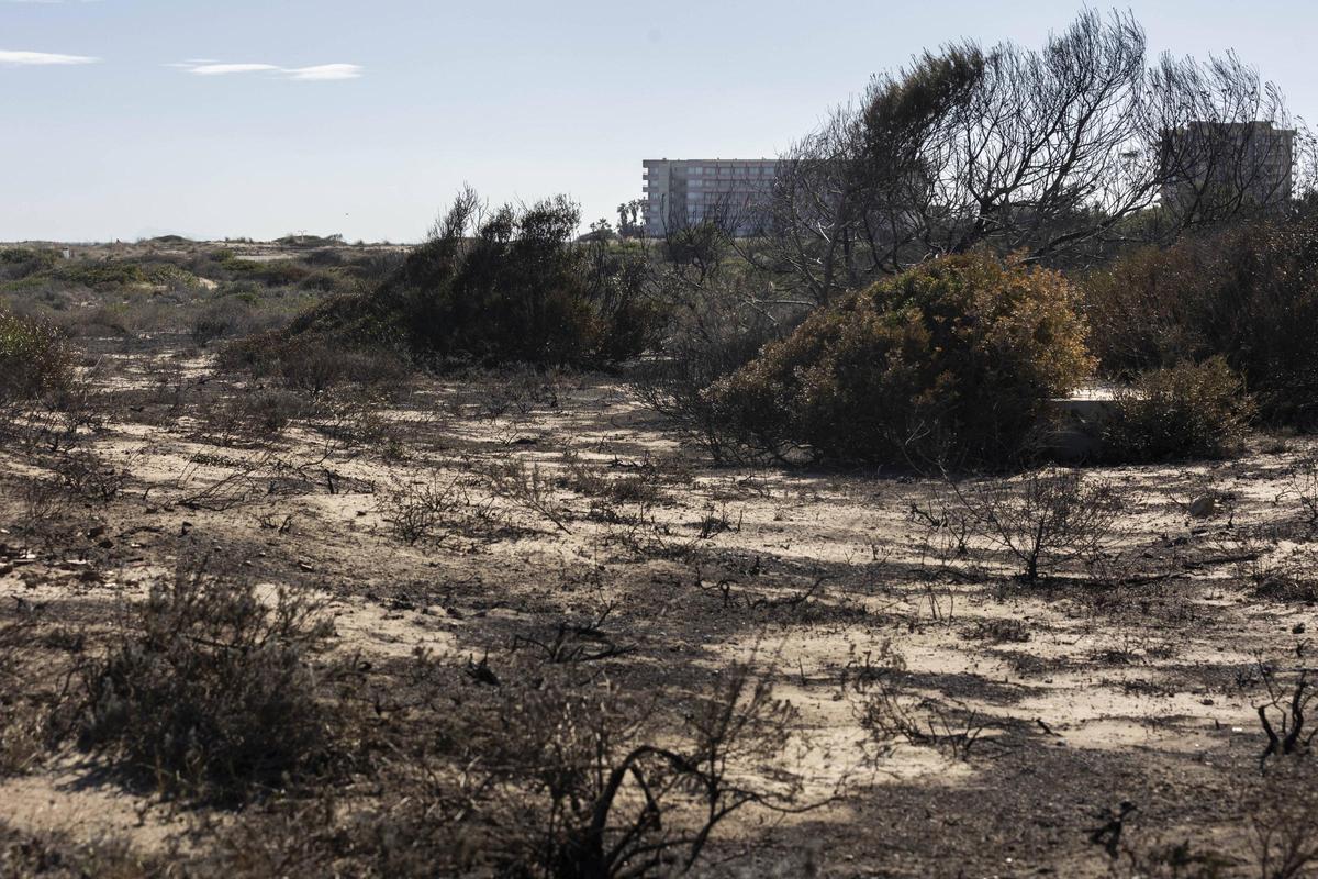 Las cenizas después de incendio en El Saler.