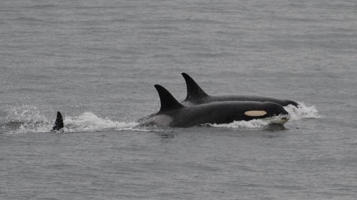 La orca J35, que llevó el cadáver de su cría 17 días a cuestas, vuelve a nadar con otras orcas