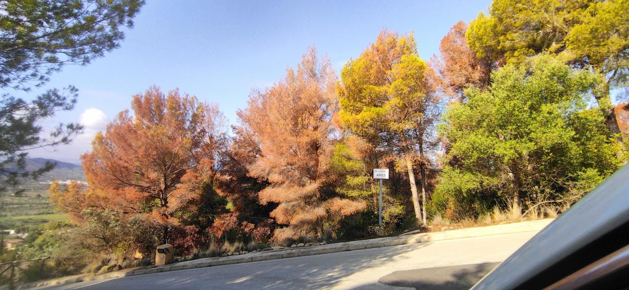 El Montgó, tras las lluvias: contraste entre el verde y el marrón de los pinos muertos