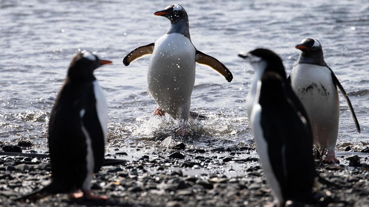 Pingüinos Papua en la Isla Rey Jorge, la mayor de las Islas Shetland del Sur, y punto de entrada hacia la Antártida